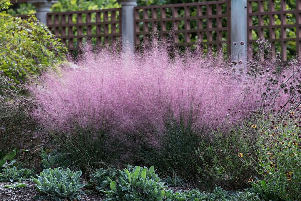 G0021 Grass, Muhlenbergia Capillaris - View 35 from www redcrocus com