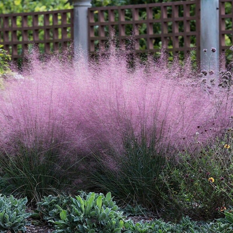 G0021 Grass, Muhlenbergia Capillaris - View 3 from www redcrocus com