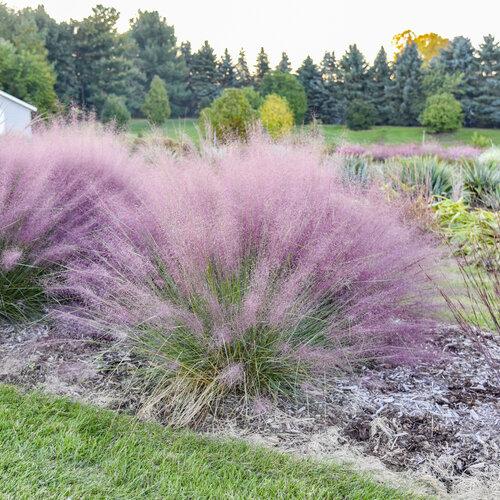 G0021 Grass, Muhlenbergia Capillaris - View 5 from www redcrocus com