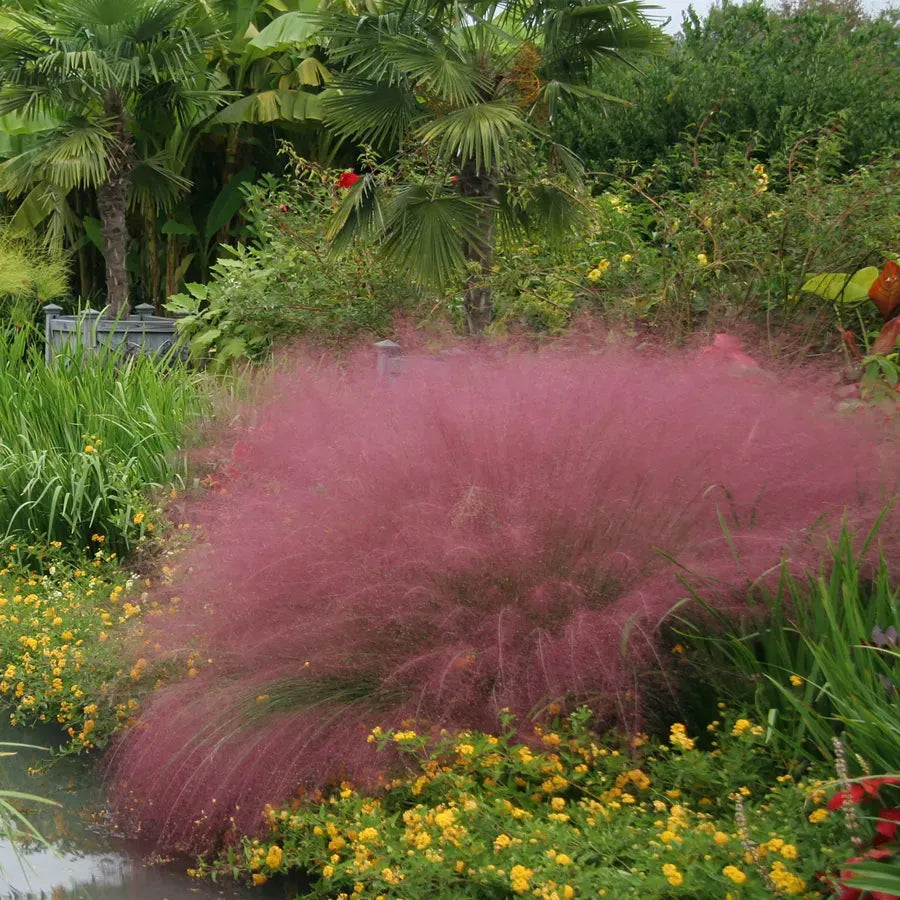 G0021 Grass, Muhlenbergia Capillaris - View 6 from www redcrocus com