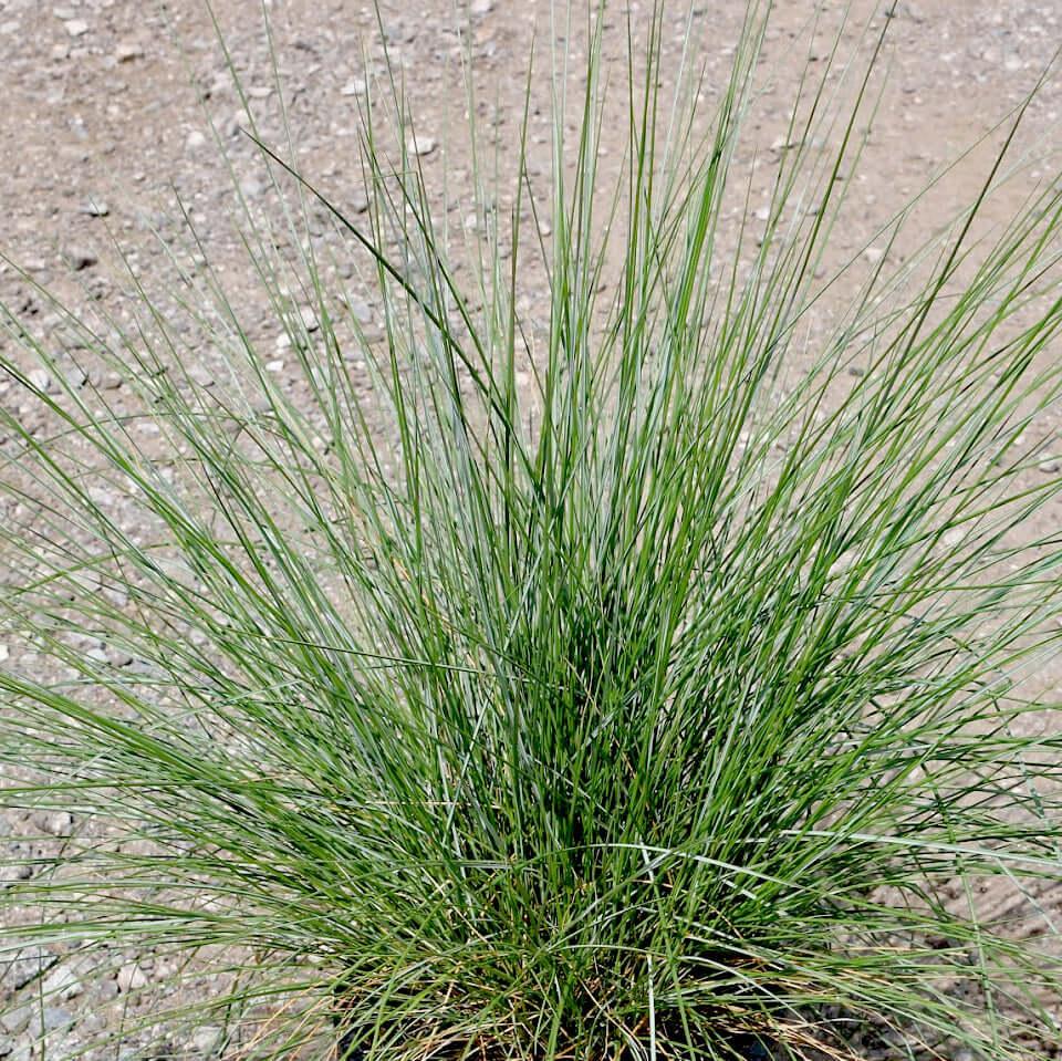 G0021 Grass, Muhlenbergia Capillaris - View 7 from www redcrocus com
