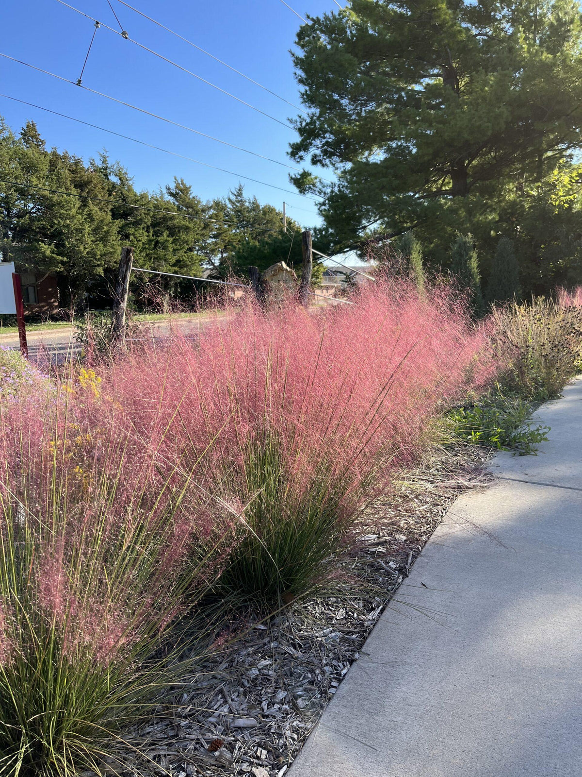 G0021 Grass, Muhlenbergia Capillaris - View 8 from www redcrocus com