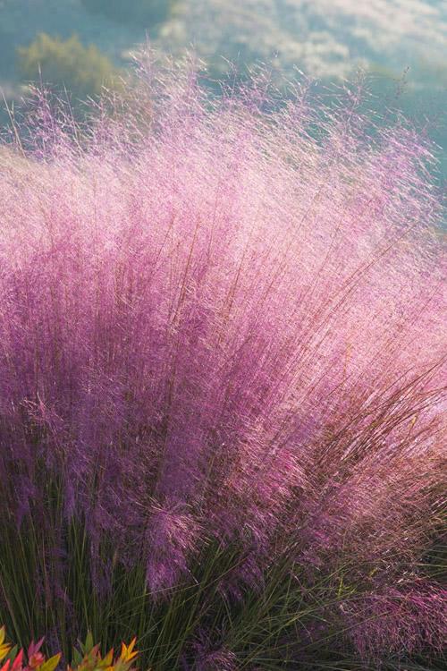G0021 Grass, Muhlenbergia Capillaris - View 9 from www redcrocus com