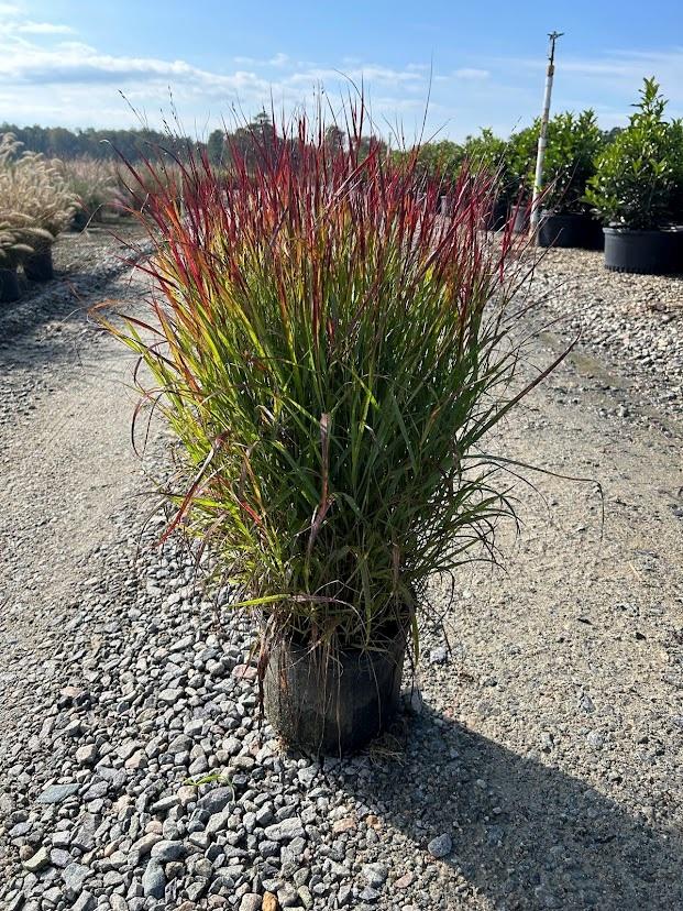 G0023 Grass, Panicum Virgatum 'shenandoah' - View 11 from www redcrocus com