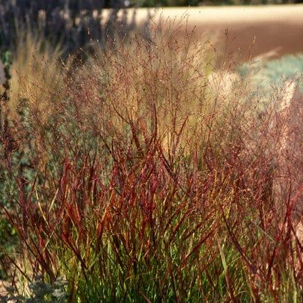 G0023 Grass, Panicum Virgatum 'shenandoah' - View 12 from www redcrocus com