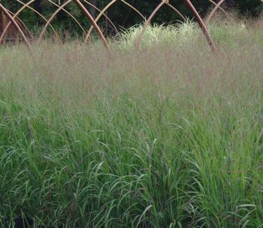 G0023 Grass, Panicum Virgatum 'shenandoah' - View 15 from www redcrocus com