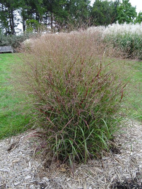 G0023 Grass, Panicum Virgatum 'shenandoah' - View 16 from www redcrocus com