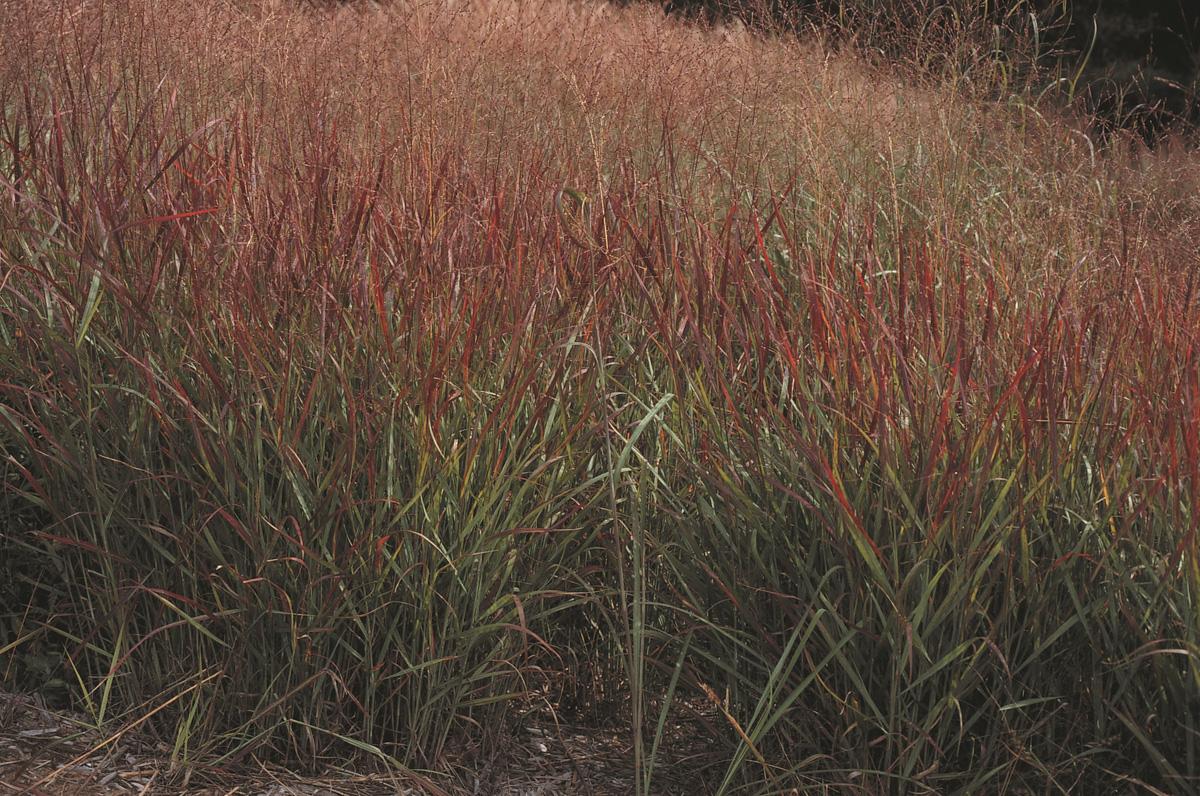 G0023 Grass, Panicum Virgatum 'shenandoah' - View 23 from www redcrocus com