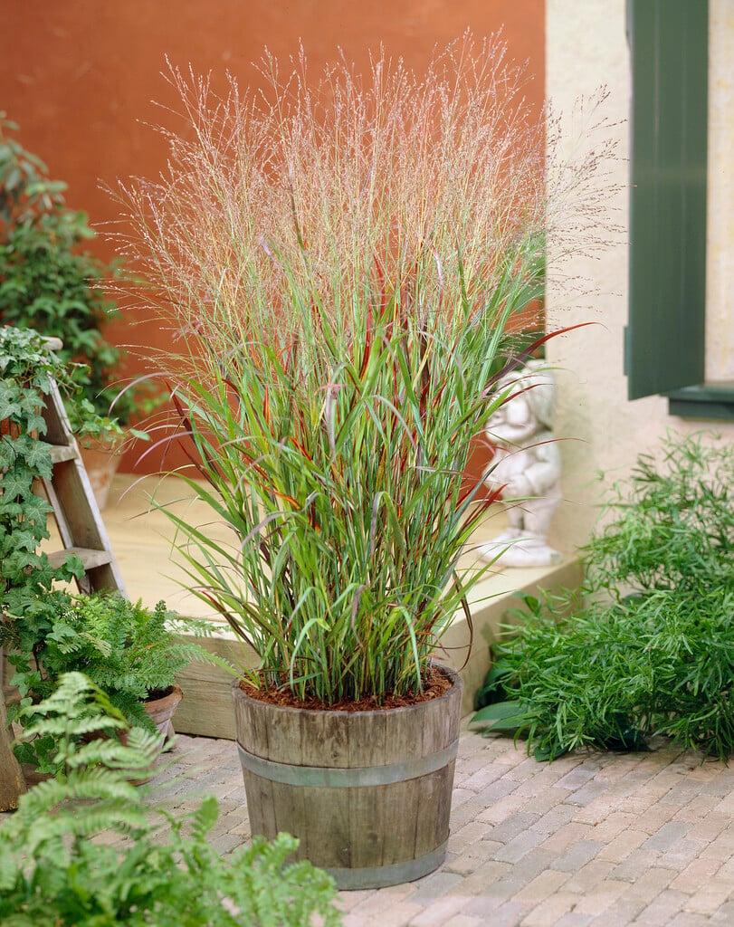 G0023 Grass, Panicum Virgatum 'shenandoah' - View 24 from www redcrocus com