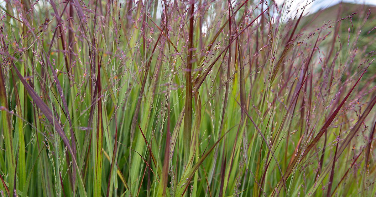 G0023 Grass, Panicum Virgatum 'shenandoah' - View 27 from www redcrocus com
