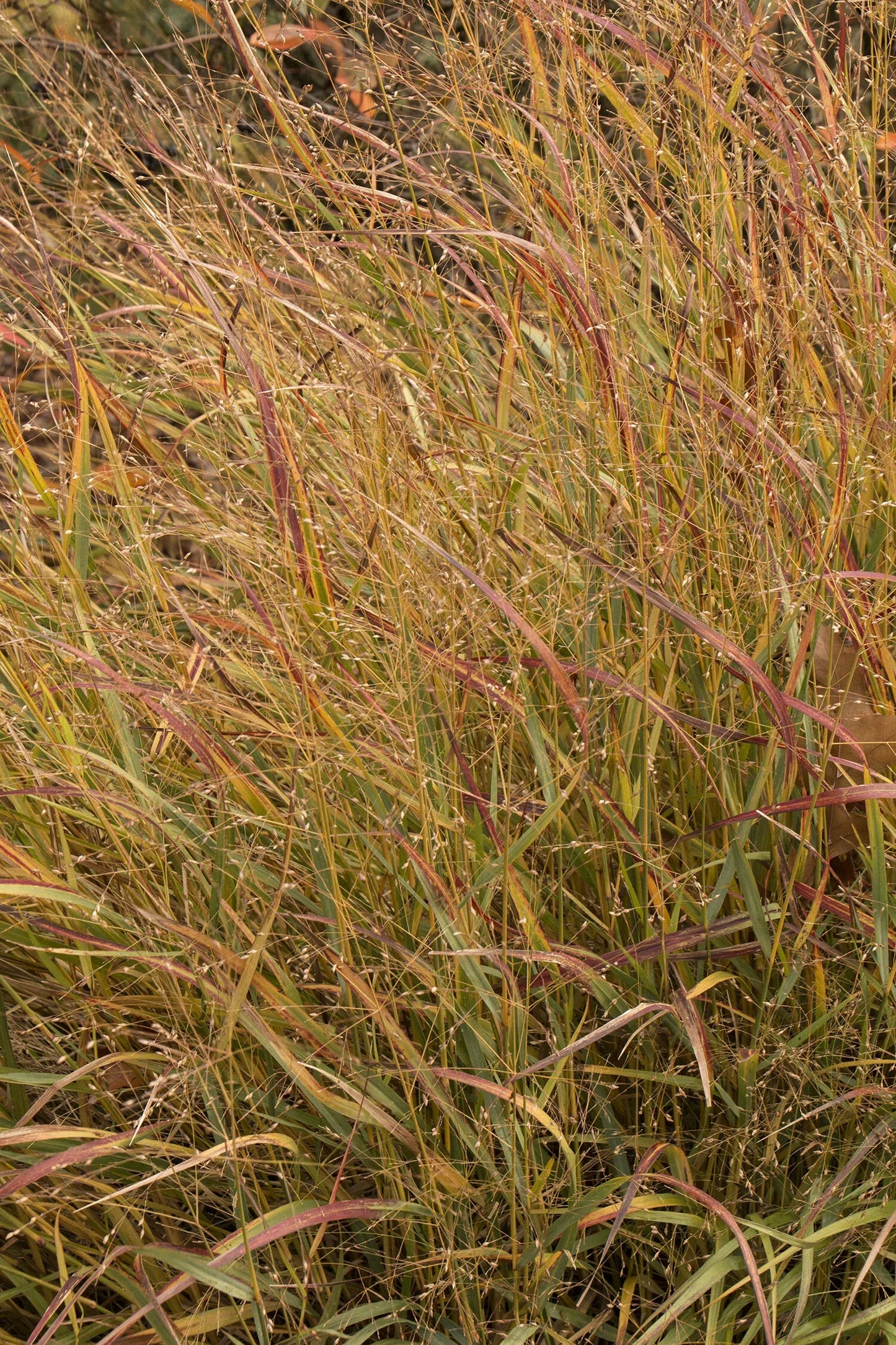 G0023 Grass, Panicum Virgatum 'shenandoah' - View 29 from www redcrocus com