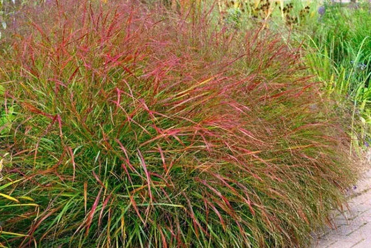 G0023 Grass, Panicum Virgatum 'shenandoah' - View 2 from www redcrocus com