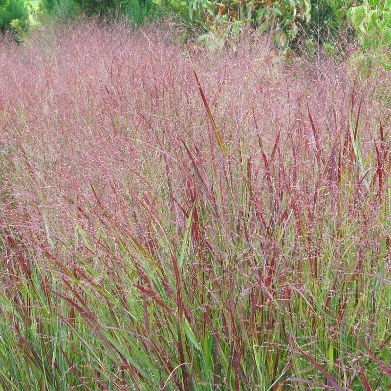 G0023 Grass, Panicum Virgatum 'shenandoah' - View 30 from www redcrocus com