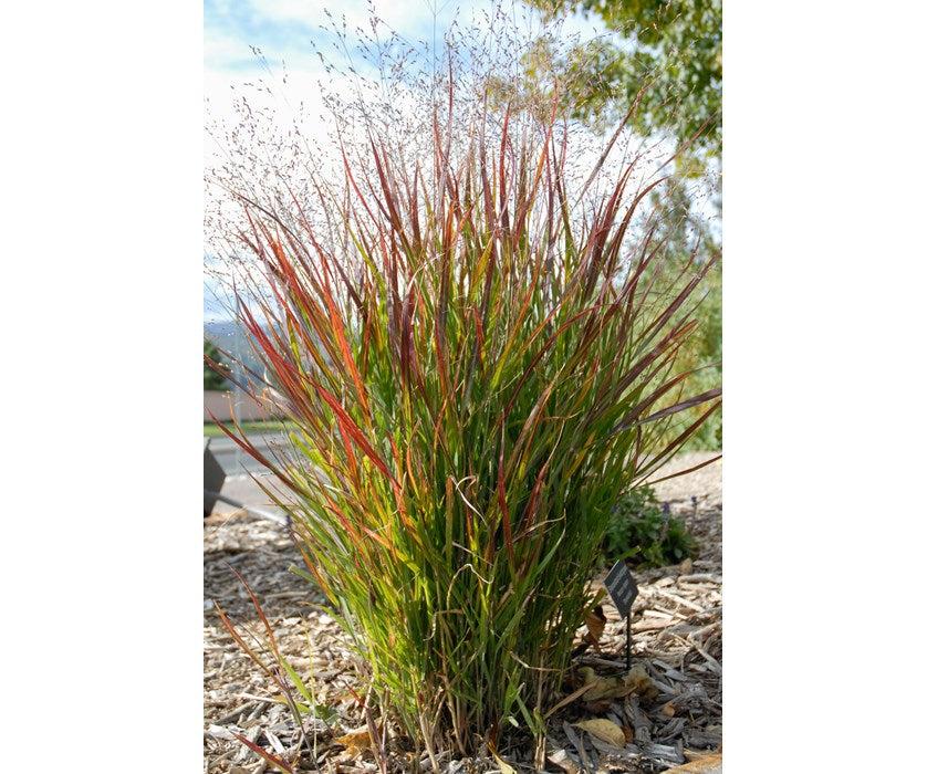 G0023 Grass, Panicum Virgatum 'shenandoah' - View 39 from www redcrocus com