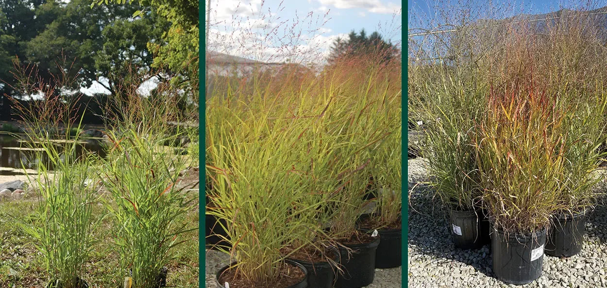 G0023 Grass, Panicum Virgatum 'shenandoah' - View 40 from www redcrocus com