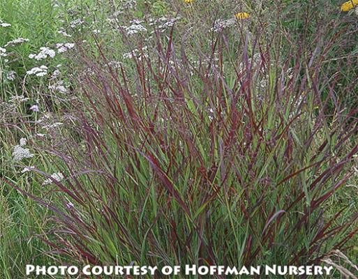 G0023 Grass, Panicum Virgatum 'shenandoah' - View 9 from www redcrocus com