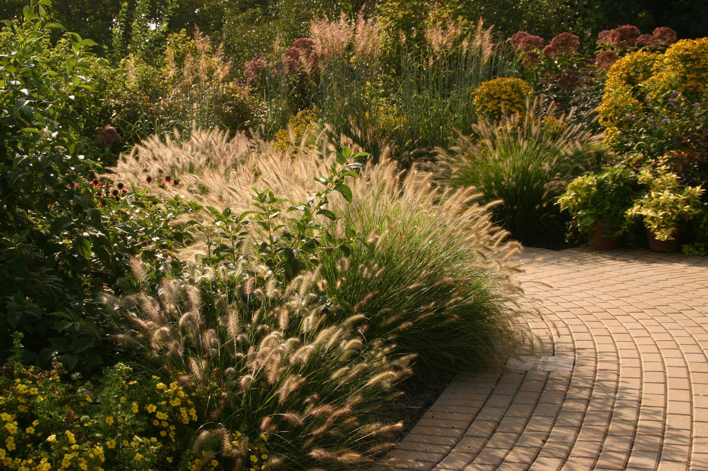 G0024 Grass, Pennisetum Alopecuroides 'hameln' - View 15 from www redcrocus com