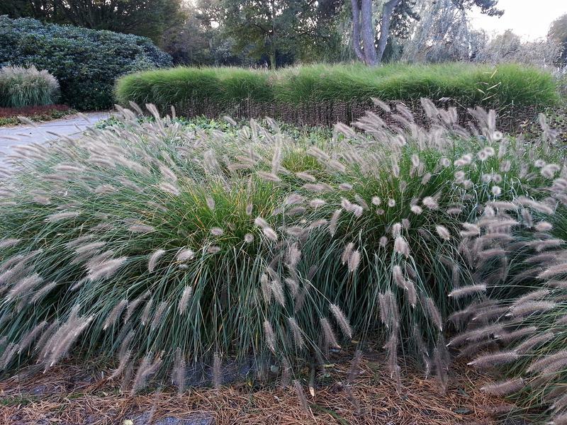 G0024 Grass, Pennisetum Alopecuroides 'hameln' - View 19 from www redcrocus com