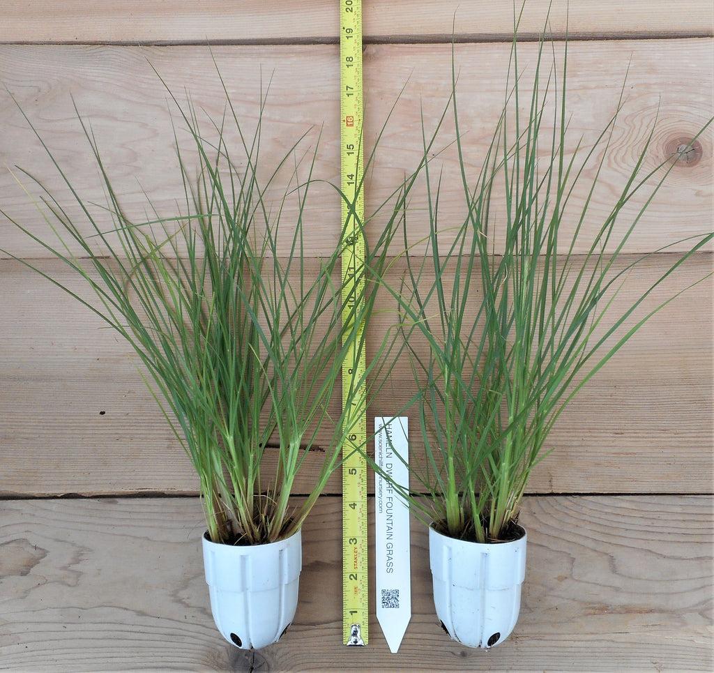 G0024 Grass, Pennisetum Alopecuroides 'hameln' - View 23 from www redcrocus com