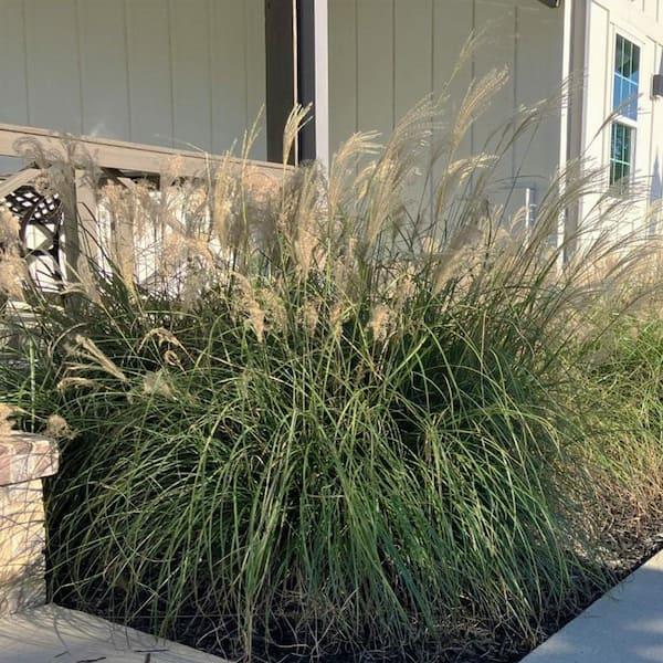 G0029 Grass, Miscanthus Sinensis 'adagio' - View 8 from www redcrocus com