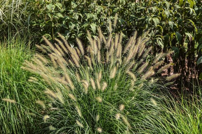 G0032 Grass Pennisetum Alopecuroides Hameln - View 19 from www redcrocus com