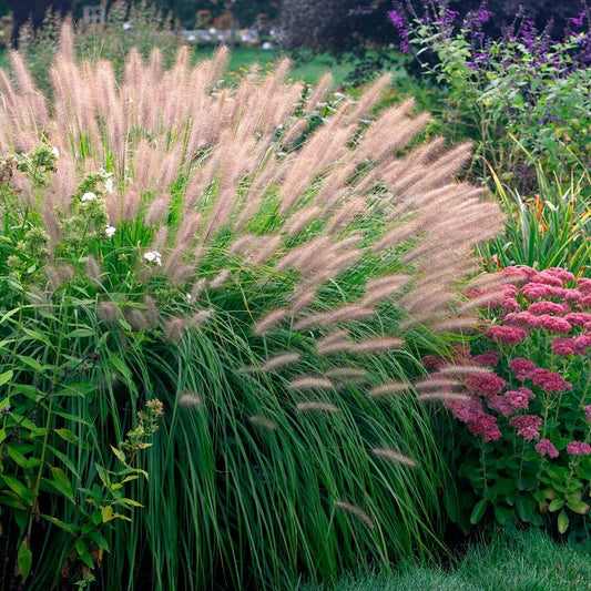 G0033 Grass Pennisetum Alopecuroides Red Head - View 1 from www redcrocus com