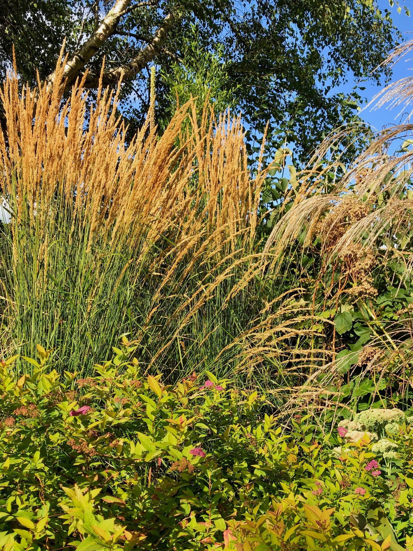G0038 Grass Calamagrostis X Acutiflora Karl Foerster - View 11 from www redcrocus com