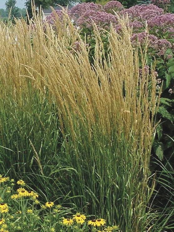 G0038 Grass Calamagrostis X Acutiflora Karl Foerster - View 12 from www redcrocus com