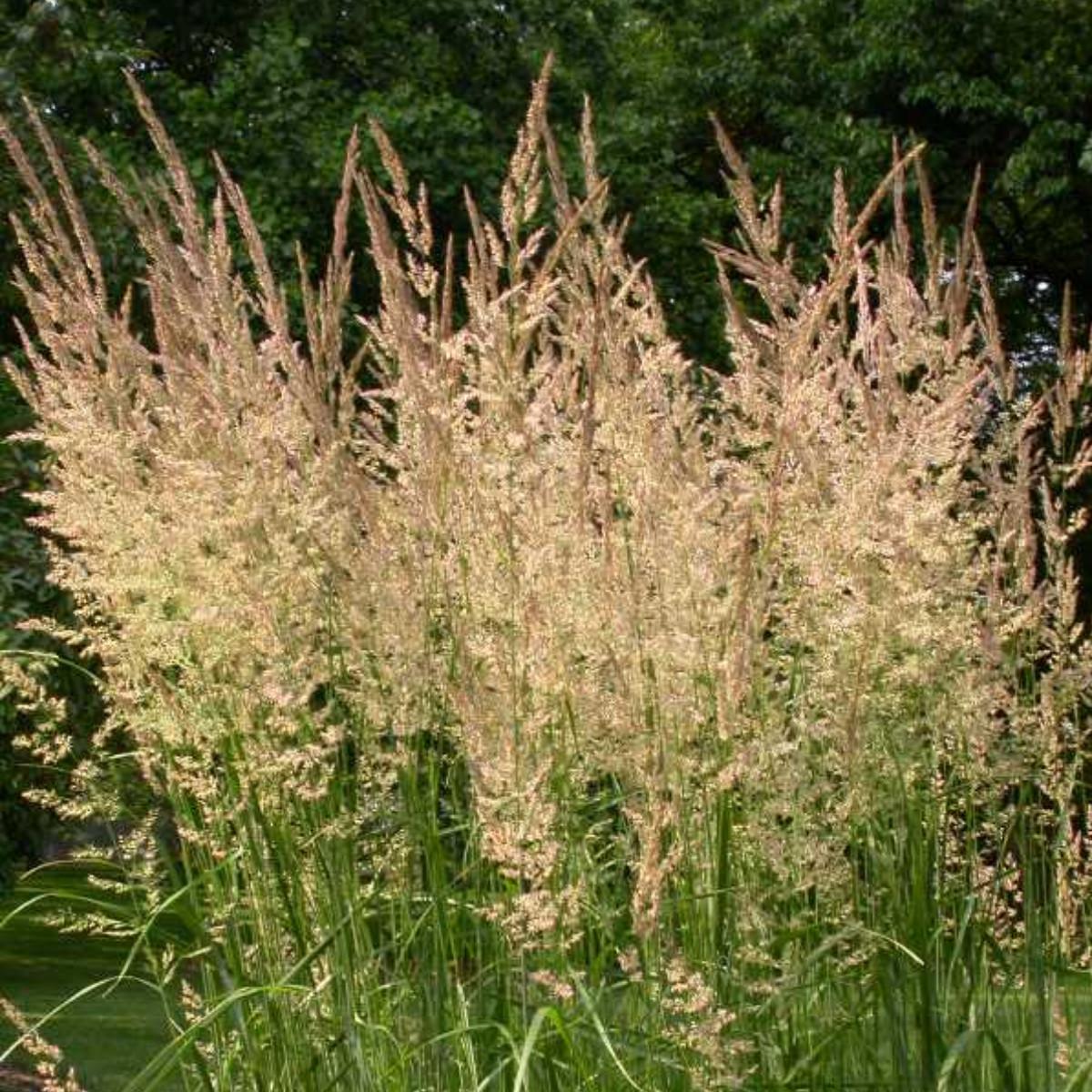 G0038 Grass Calamagrostis X Acutiflora Karl Foerster - View 13 from www redcrocus com