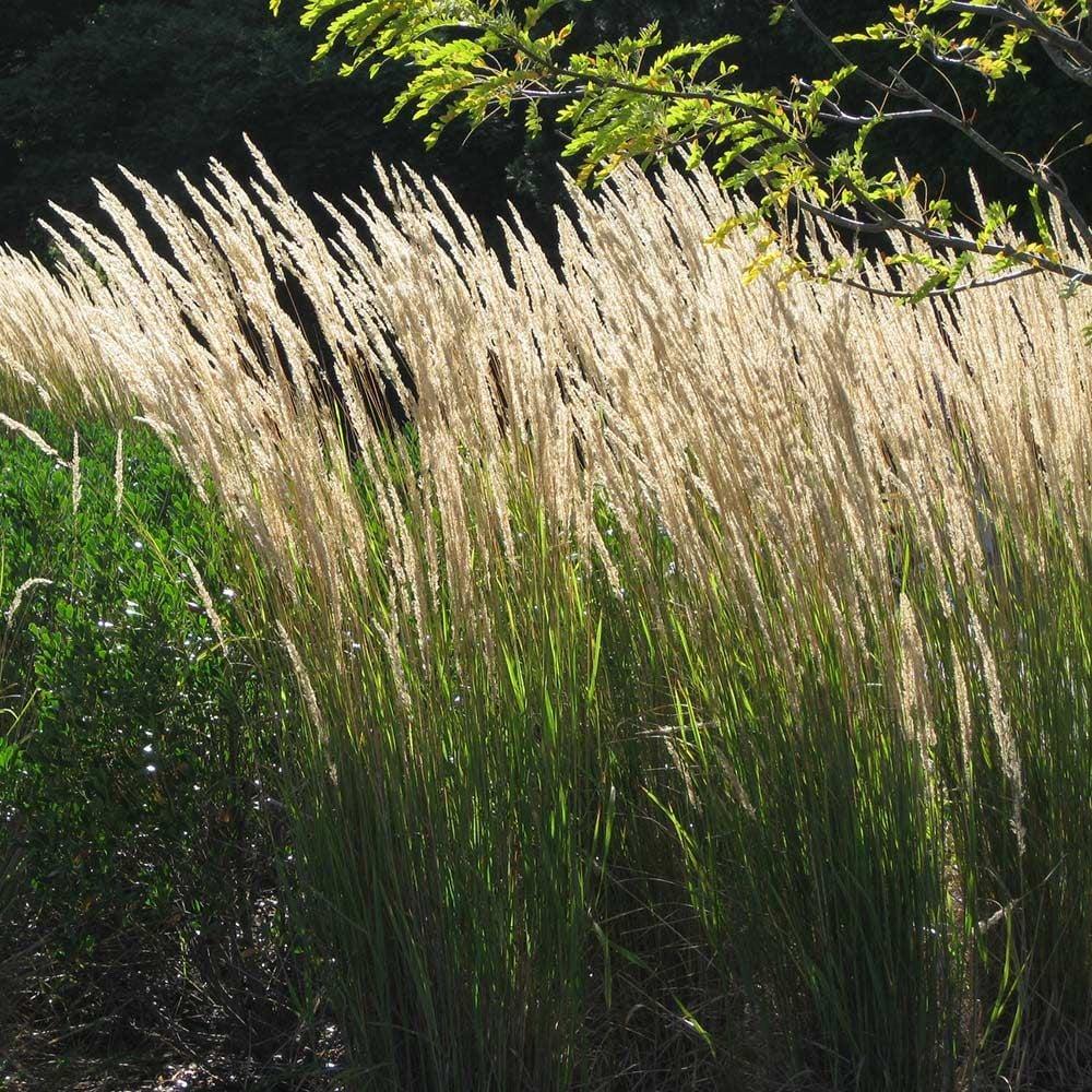 G0038 Grass Calamagrostis X Acutiflora Karl Foerster - View 15 from www redcrocus com