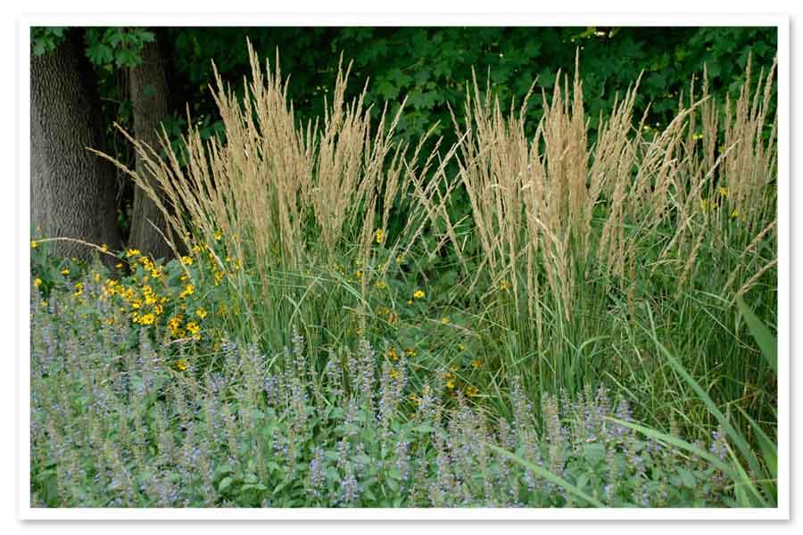 G0038 Grass Calamagrostis X Acutiflora Karl Foerster - View 16 from www redcrocus com