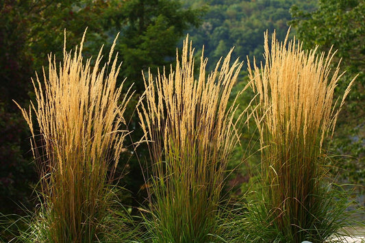 G0038 Grass Calamagrostis X Acutiflora Karl Foerster - View 1 from www redcrocus com
