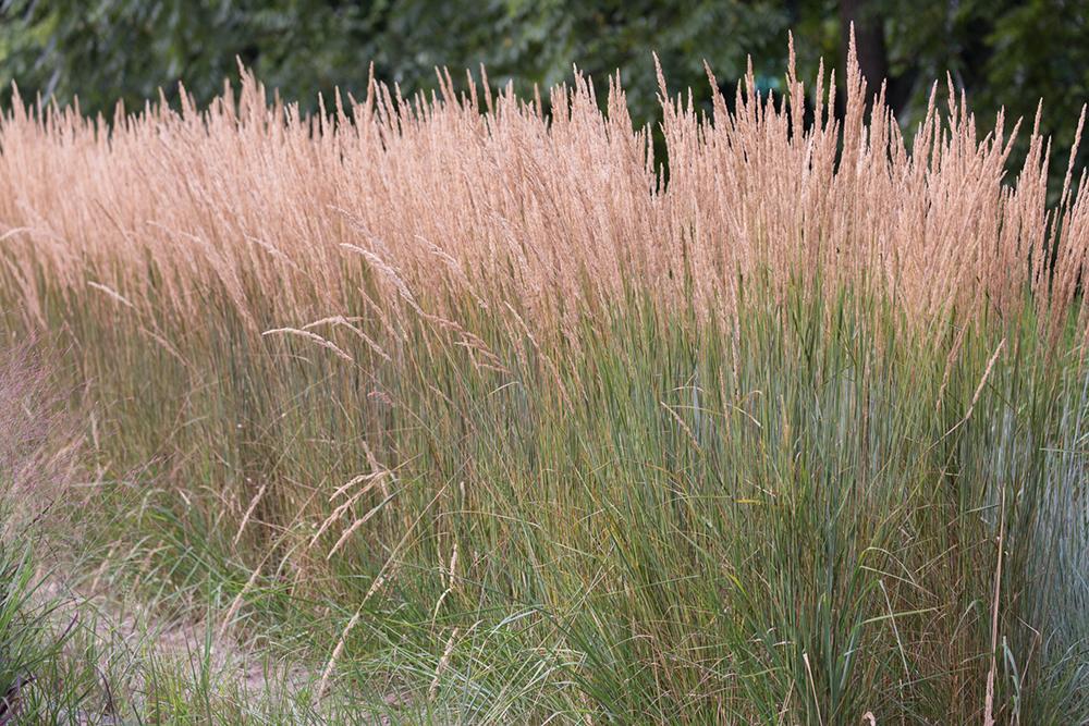 G0038 Grass Calamagrostis X Acutiflora Karl Foerster - View 5 from www redcrocus com