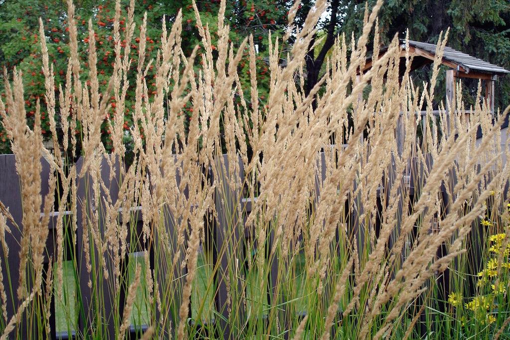 G0038 Grass Calamagrostis X Acutiflora Karl Foerster - View 8 from www redcrocus com