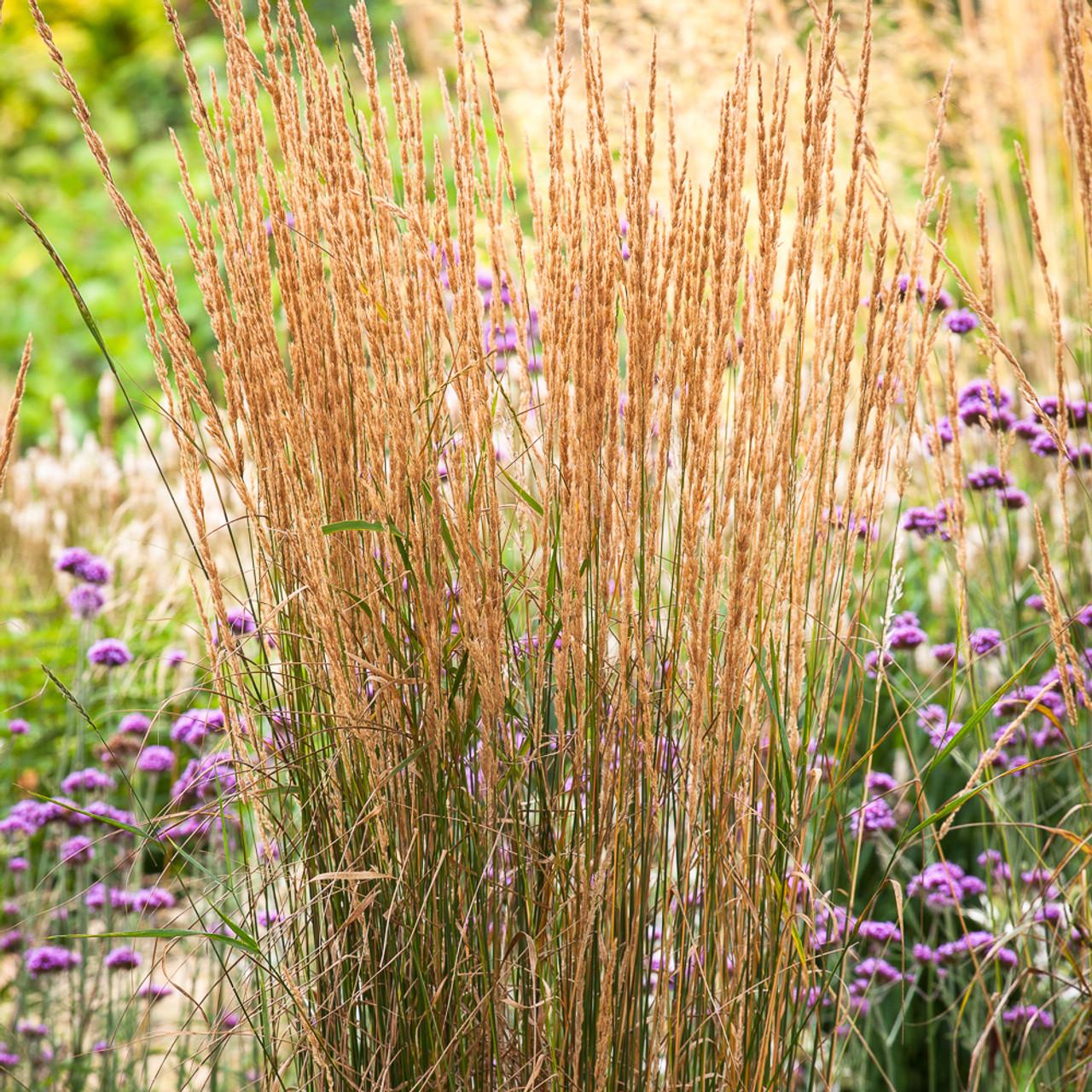 G0038 Grass Calamagrostis X Acutiflora Karl Foerster - View 9 from www redcrocus com