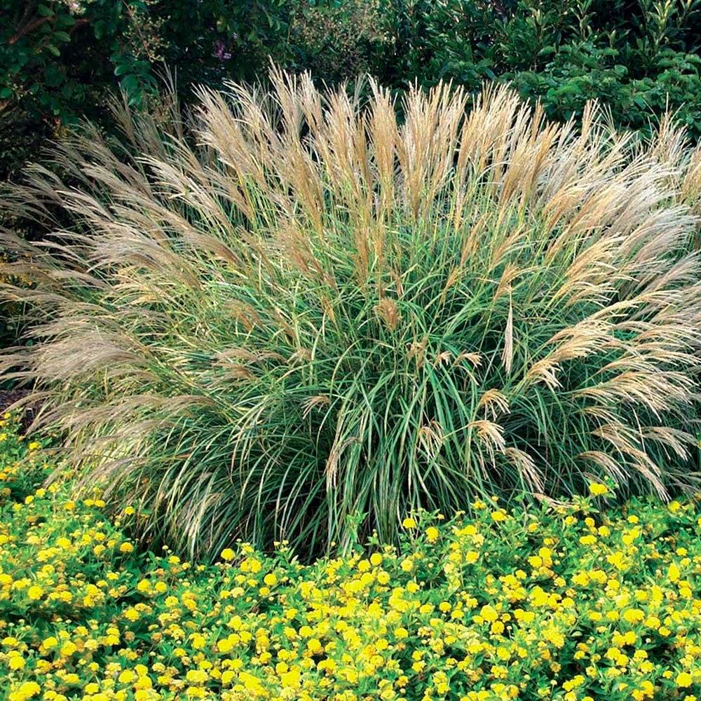 G0040 Grass Miscanthus Sinensis Adagio - View 3 from www redcrocus com