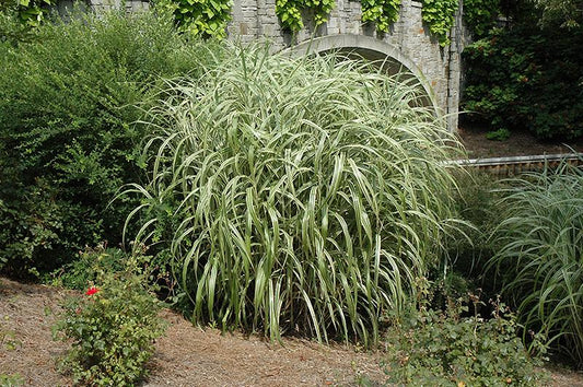 G0041 Grass Miscanthus Sinensis Cabaret - View 1 from www redcrocus com
