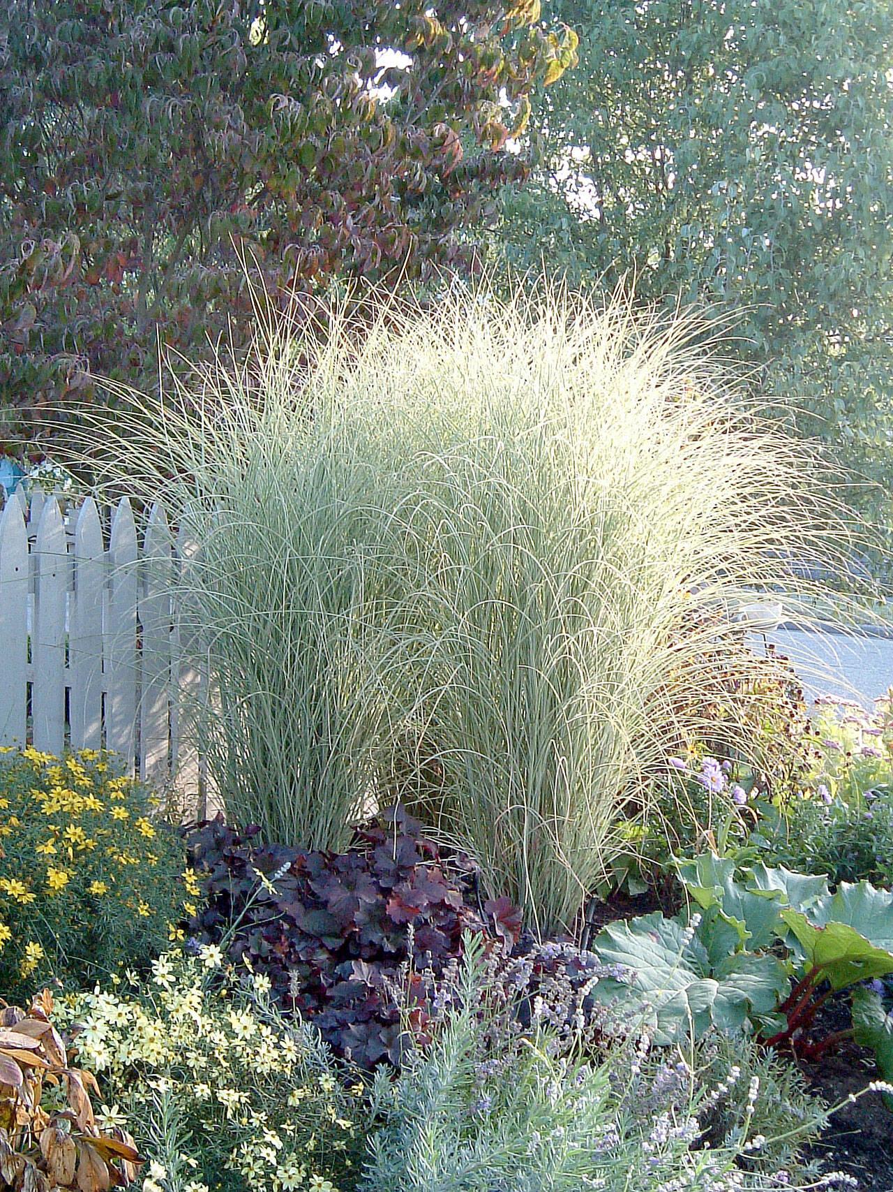 G0044 Grass Miscanthus Sinensis Morning Light - View 14 from www redcrocus com