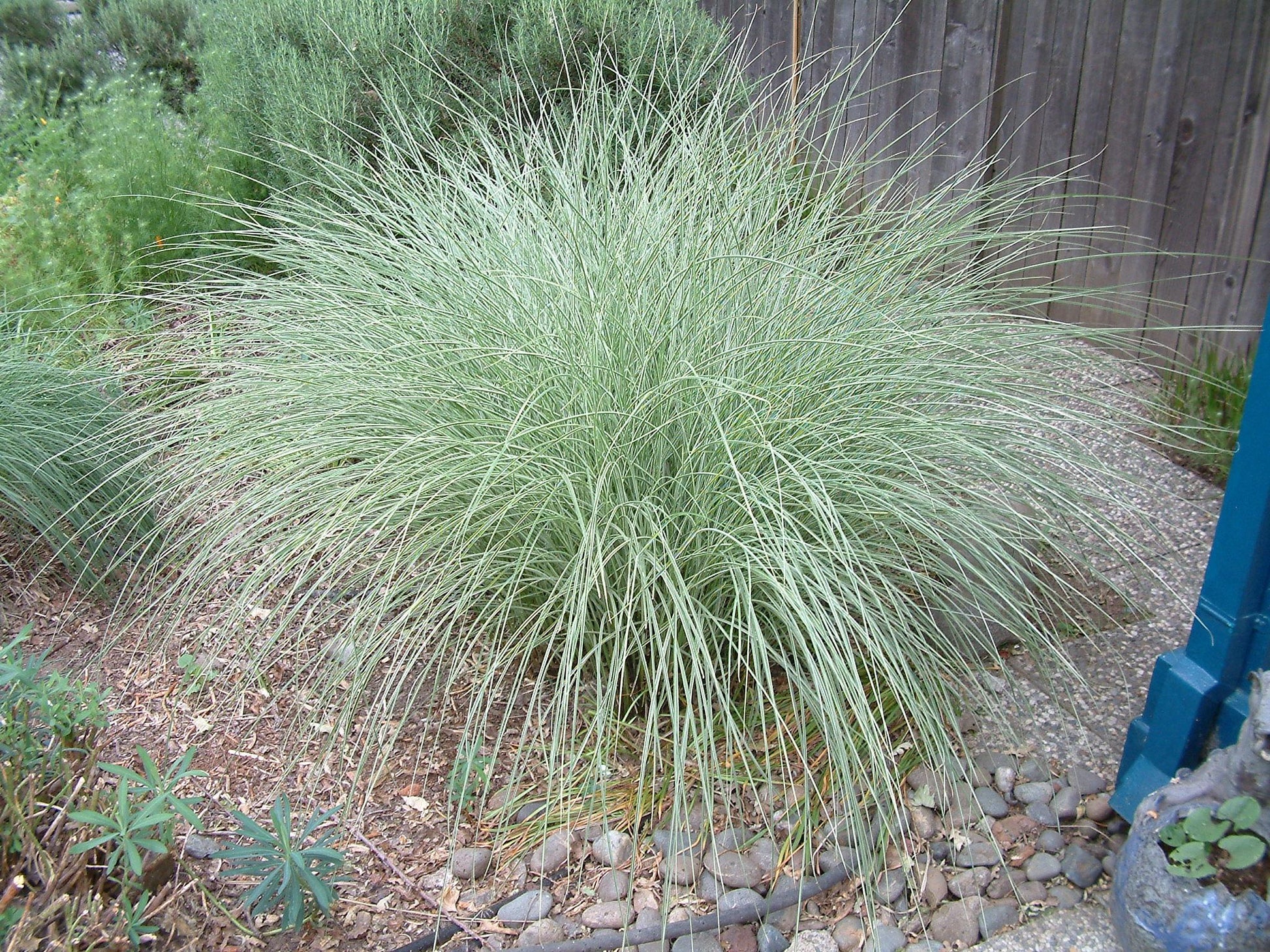 G0044 Grass Miscanthus Sinensis Morning Light - View 17 from www redcrocus com