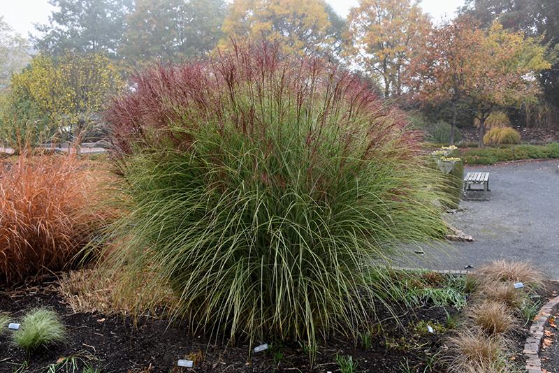 G0044 Grass Miscanthus Sinensis Morning Light - View 3 from www redcrocus com