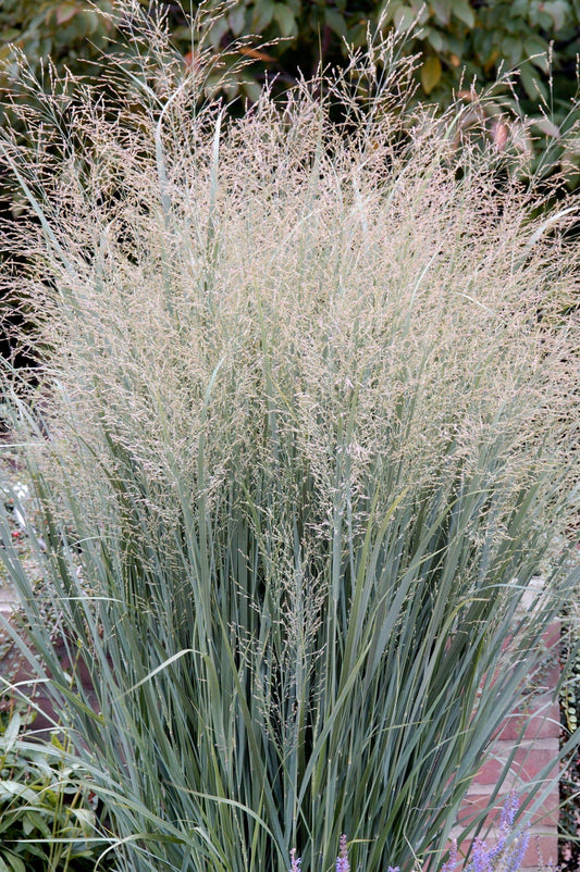 G0047 Grass Panicum Virgatum Heavy Metal - View 1 from www redcrocus com