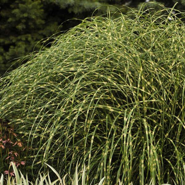 G0055 Grass, Miscanthus Sinensis 'zebrinus' - View 10 from www redcrocus com