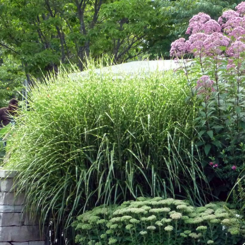G0055 Grass, Miscanthus Sinensis 'zebrinus' - View 11 from www redcrocus com