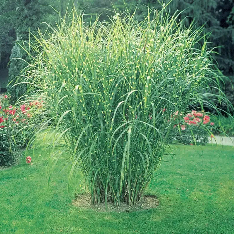 G0055 Grass, Miscanthus Sinensis 'zebrinus' - View 12 from www redcrocus com