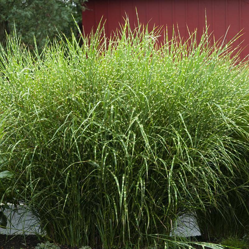 G0055 Grass, Miscanthus Sinensis 'zebrinus' - View 14 from www redcrocus com