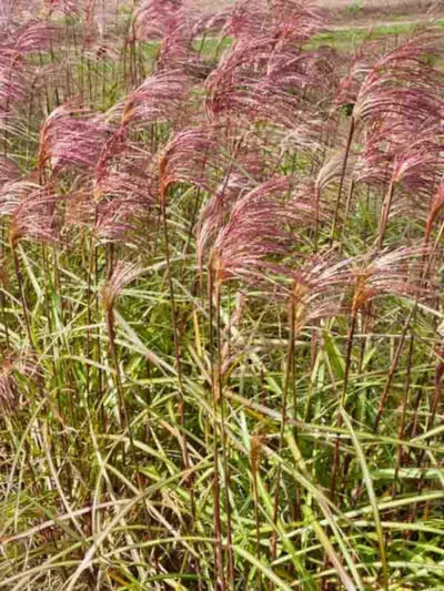G0055 Grass, Miscanthus Sinensis 'zebrinus' - View 15 from www redcrocus com