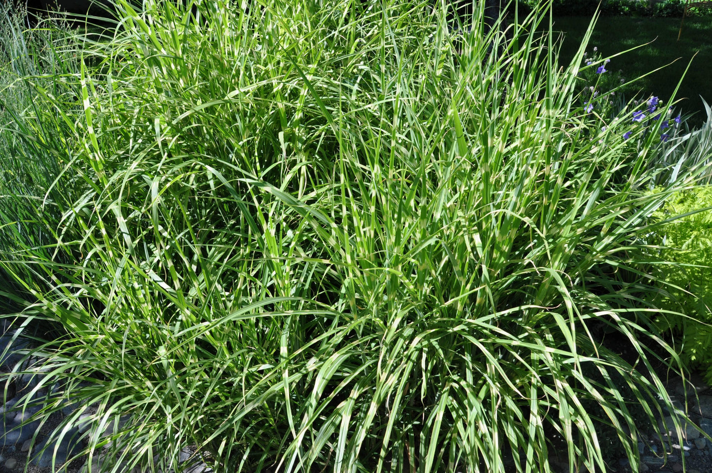 G0055 Grass, Miscanthus Sinensis 'zebrinus' - View 17 from www redcrocus com