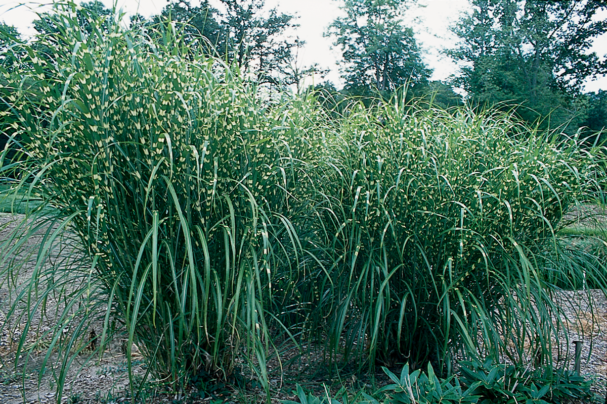 G0055 Grass, Miscanthus Sinensis 'zebrinus' - View 18 from www redcrocus com