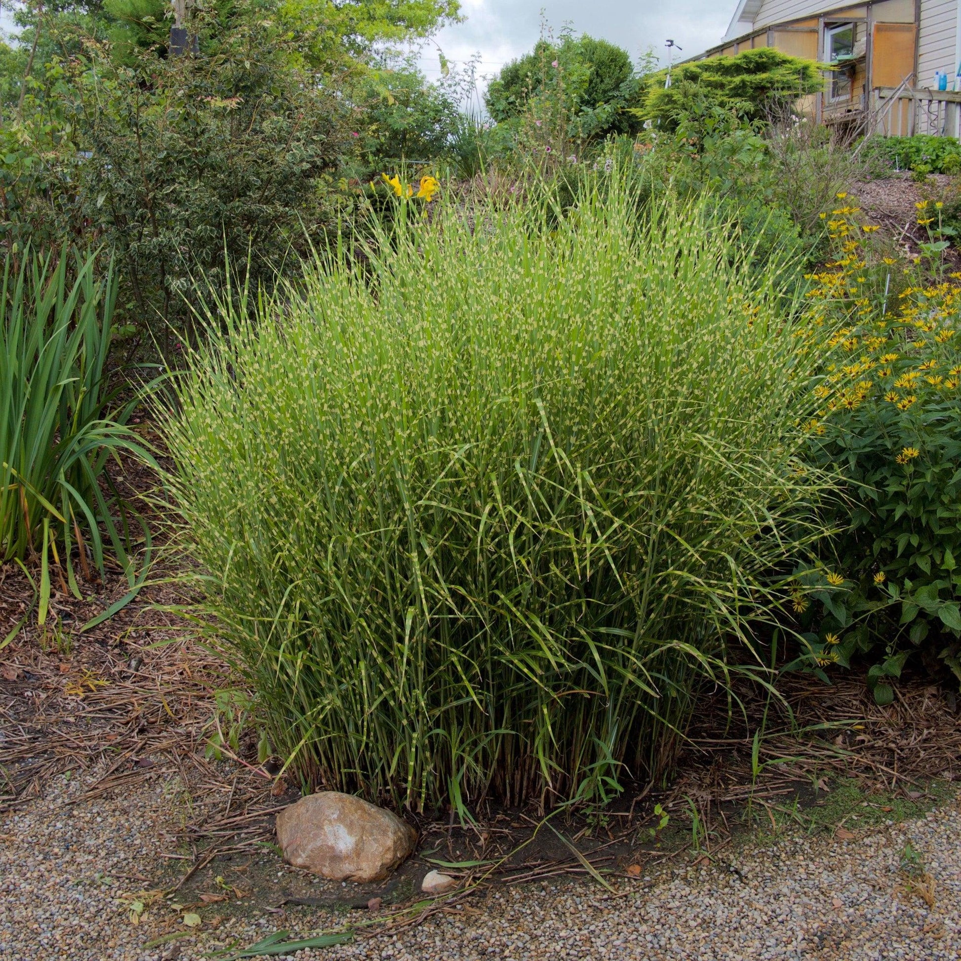 G0055 Grass, Miscanthus Sinensis 'zebrinus' - View 19 from www redcrocus com