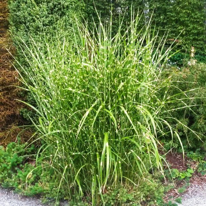 G0055 Grass, Miscanthus Sinensis 'zebrinus' - View 21 from www redcrocus com